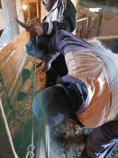 Профилактические и диагностические мероприятия в Шамильском районе