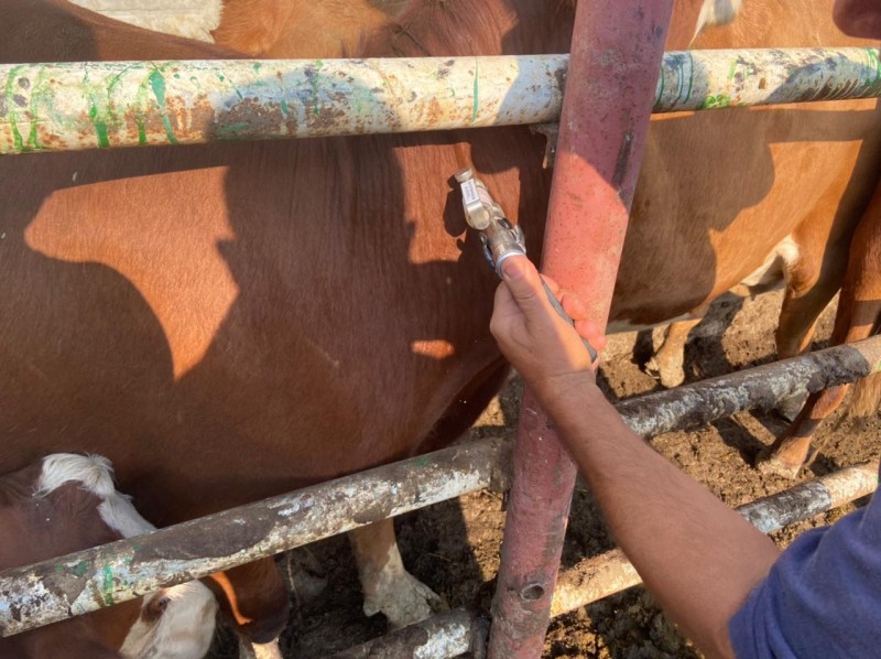 Совместные исследования на инфекционные заболевания КРС в Карабудахкентском районе