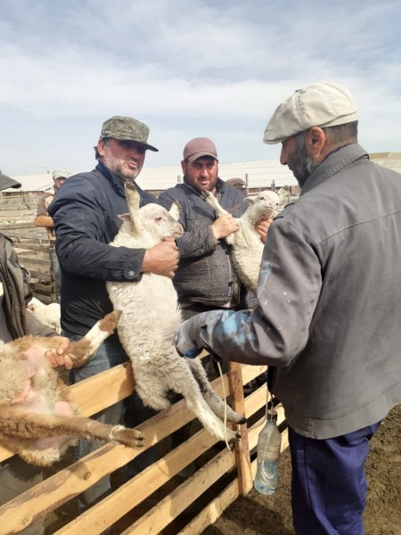 Профилактика оспы овец