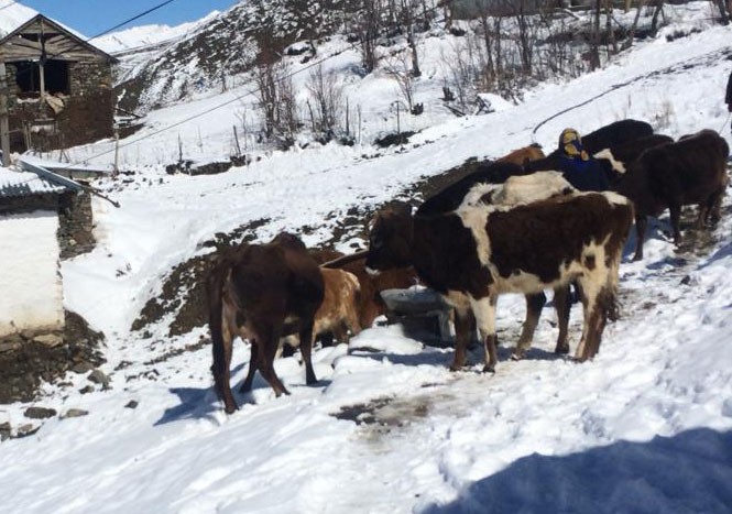 Противоэпизоотические мероприятия в южных районах