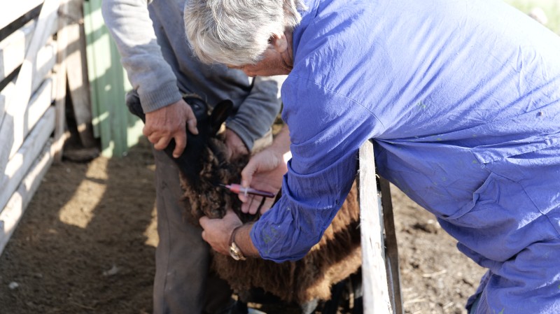 В Карабудахкентском районе проводятся мероприятия по подготовке поголовья к перегону
