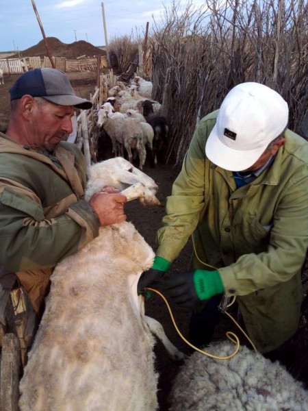Перегон овец в хозяйствах Хунзахского района