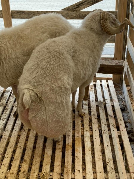 В Ставропольском крае проходит 21- я Российская выставка «Минводы ЭКСПО»