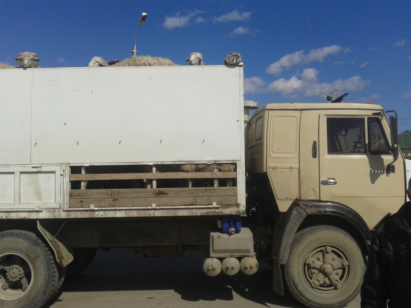 Возобновлена работа ветеринарного поста «Кизлярский»