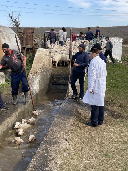 Перегон скота через Аркабашскую купочную ванну