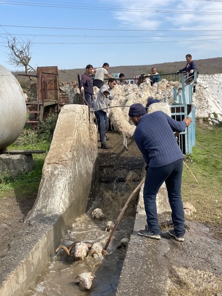 Перегон скота через Аркабашскую купочную ванну