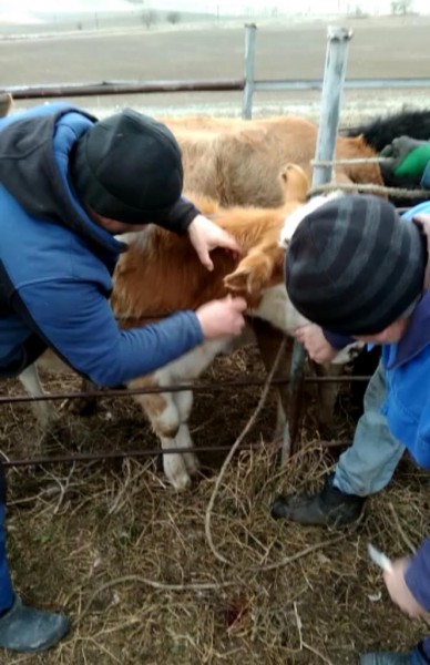 Мероприятия в Карабудахкентском районе