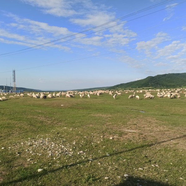 Перегон скота на летние пастбища по территории Казбековского района