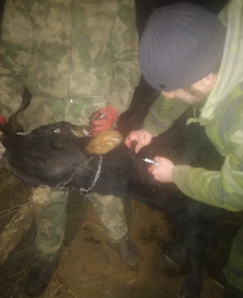 Профилактические и диагностические мероприятия в Шамильском районе