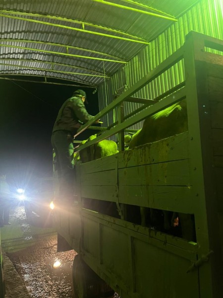 Мероприятия по идентификации животных на сельскохозяйственных рынках