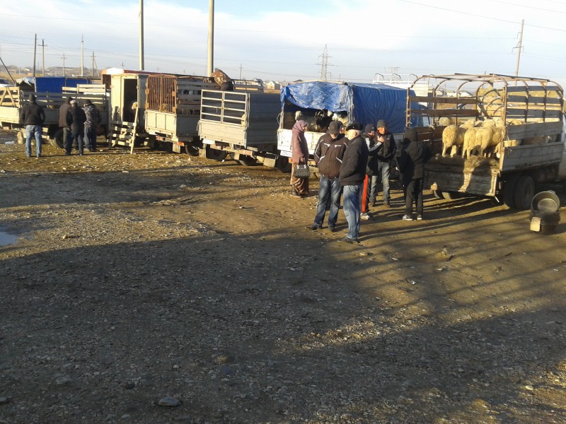 Мероприятия на скотном рынке г.Кизляр
