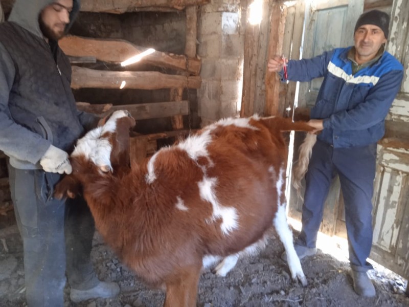 Ветеринарные мероприятия в хозяйствах Гунибского района
