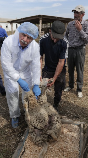 Учения по ликвидации условного очага оспы овец