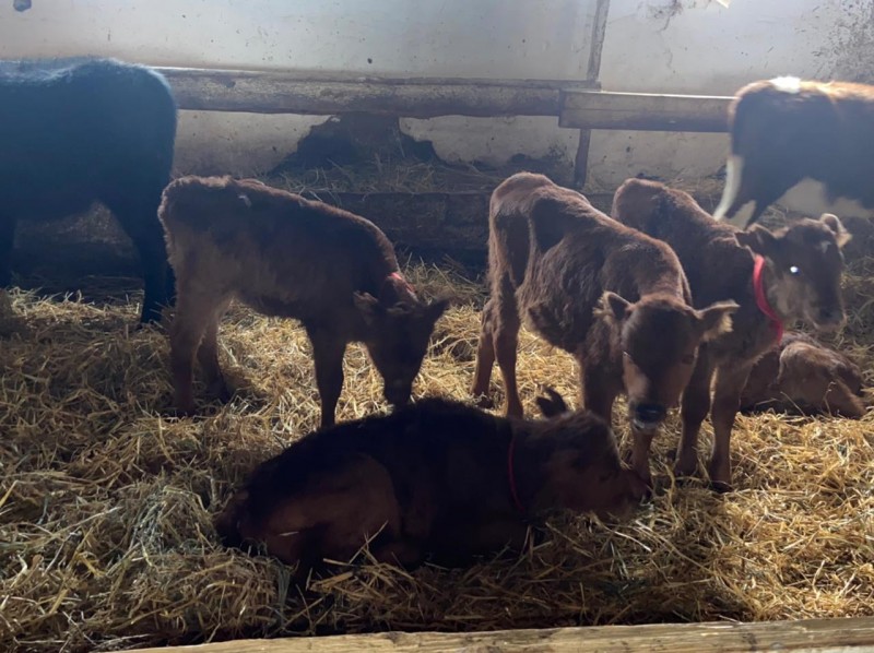 Рабочая поездка председателя Комитета в Бабаюртовский район