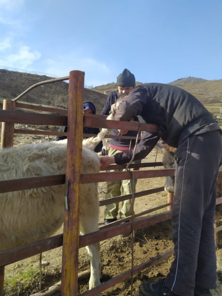 Ветеринарные мероприятия в Чародинском районе