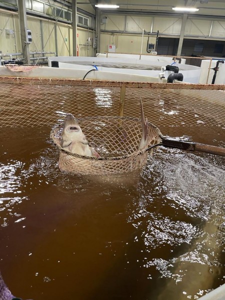 Плановые работы по получению икры в ООО «СК-Аква»