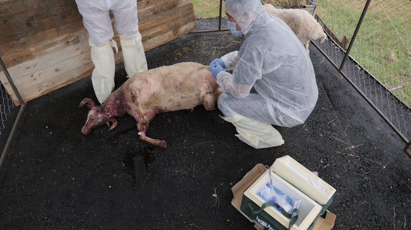 В Карабудахкентском районе прошли межрегиональные командно-штабные учения