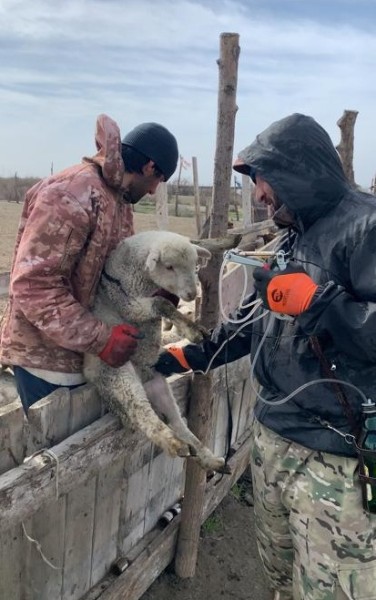 Профилактические и диагностические ветеринарные мероприятия в Тляратинском районе