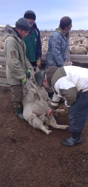Ход выполнения плановых ветеринарных мероприятий в хозяйствах республики