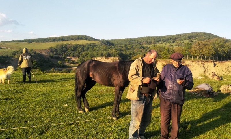 Перегон овцепоголовья на летние пастбища