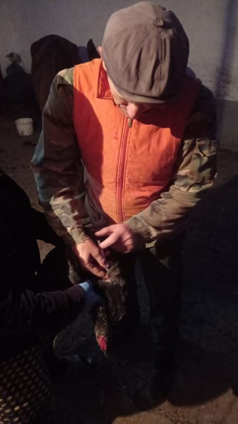 В Магарамкентском районе проводится вакцинация птицы