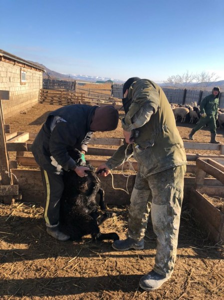 Подведение итогов работы ветеринарной службы Буйнакского района