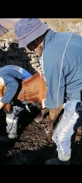 В хозяйствах республики продолжаются плановые ветеринарные диагностические мероприятия
