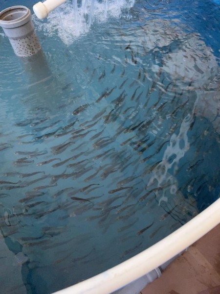 Выездная работа ветеринарных специалистов