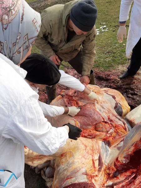 Контрольный забой с целью диагностики туберкулеза крупного рогатого скота