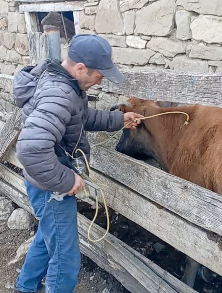 В Лакском районе проходят оздоровительные ветеринарные мероприятия