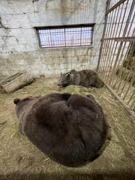 ДРОО Развития «Право на жизнь» передала новым  владельцам 11 собак