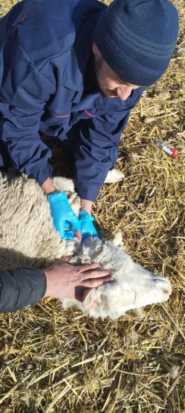 Ветеринарно-профилактические мероприятия в Гунибском районе