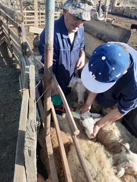 Ветеринарные мероприятия в Курахском районе
