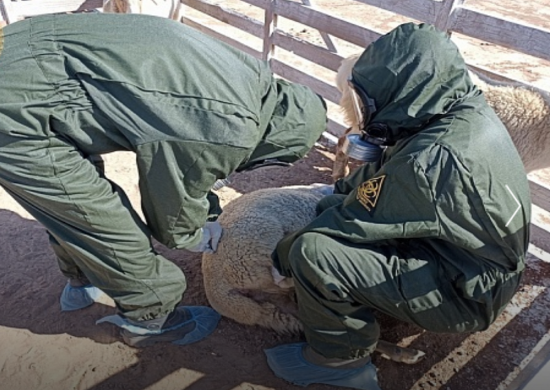 В Калмыкии прошли учения по ликвидации условного очага ящура