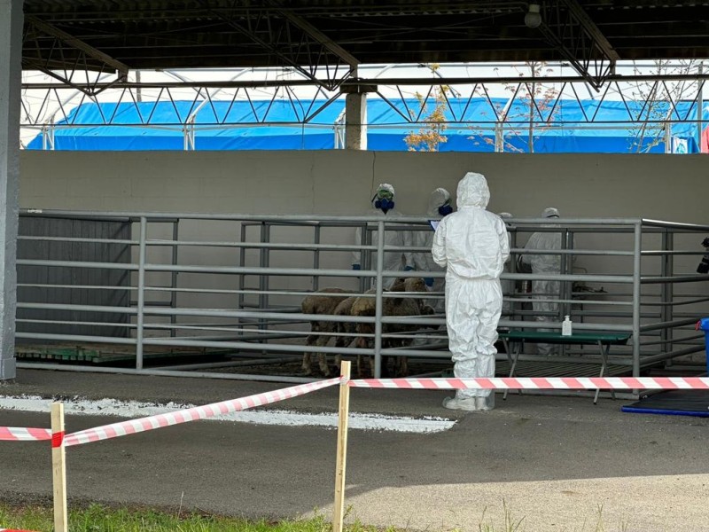 На Ставрополье прошли учения по локализации и ликвидации условного эпизоотического очага ящура