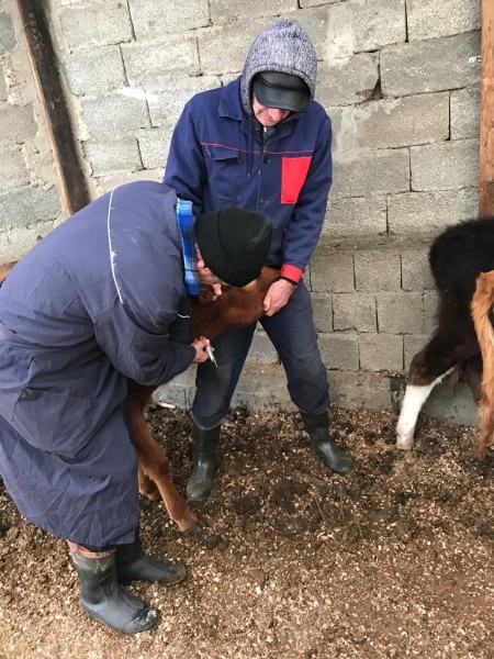 В Хасавюрте начались плановые ветеринарные мероприятия 2023 года