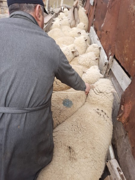 Ветеринарные мероприятия в Буйнакском районе