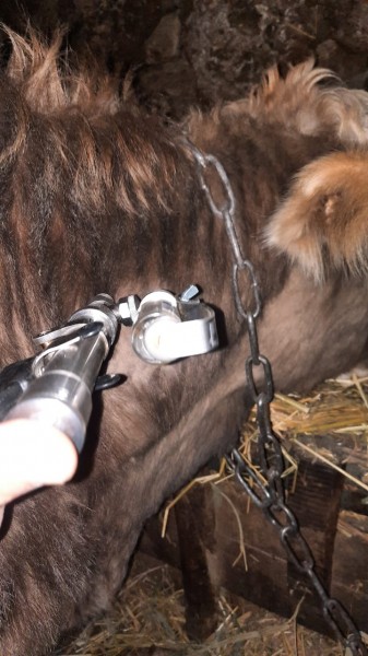 Ветеринарные мероприятия в Чародинском районе