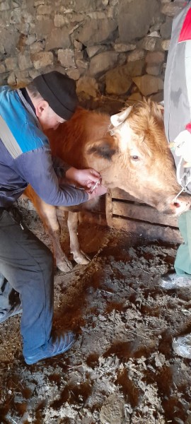 В Хасавюрте начались плановые ветеринарные мероприятия 2023 года