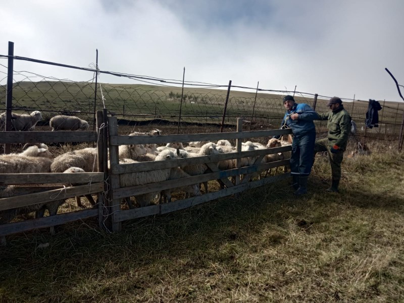 Перегон овец с летних на зимние пастбища в Хунзахском районе