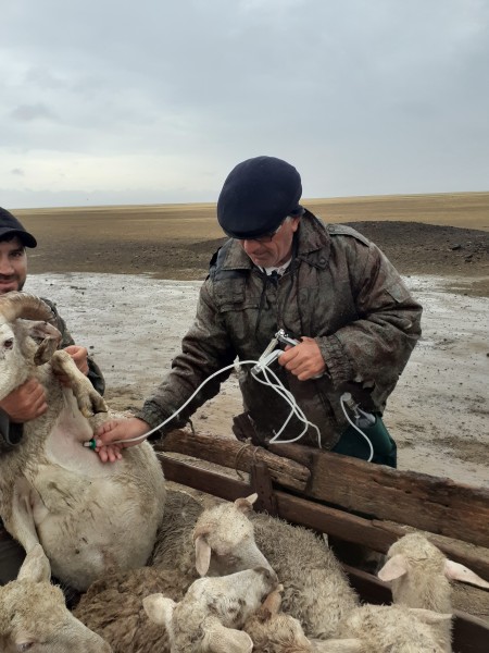 Весенние плановые работы в хозяйствах Рутульского района в Бакресской зоне отгонного животноводства