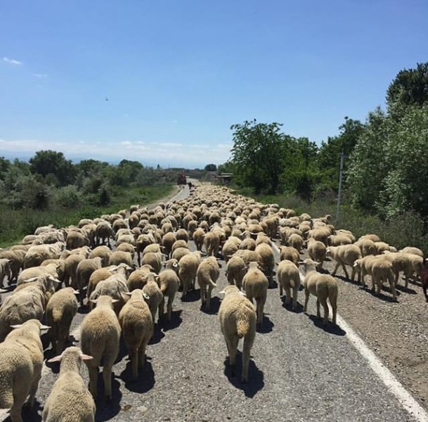 Перегон овец в хозяйствах Хунзахского района