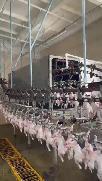 В пригороде Махачкалы возобновляет работу птицефабрика