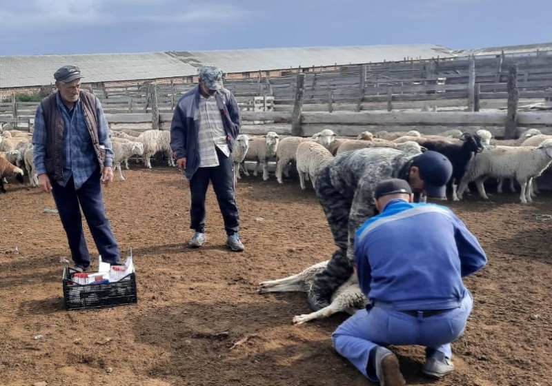 Ветеринарные мероприятия в хозяйствах Гунибского района