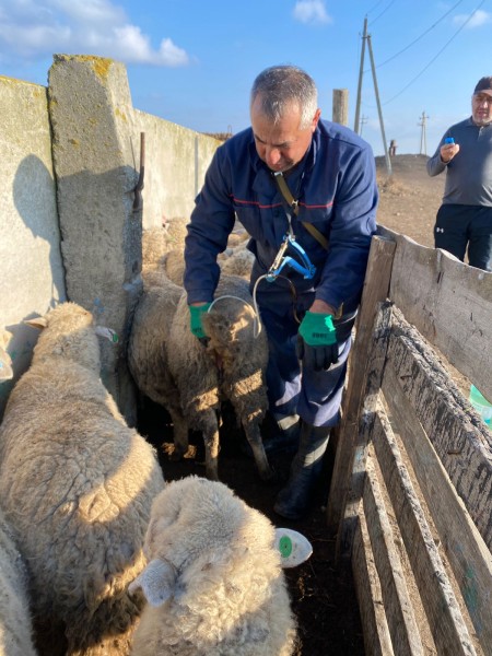 Плановые ветеринарные мероприятия