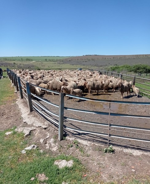 Противоклещевые обработки
