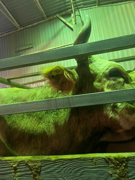 Мероприятия по идентификации животных на сельскохозяйственных рынках