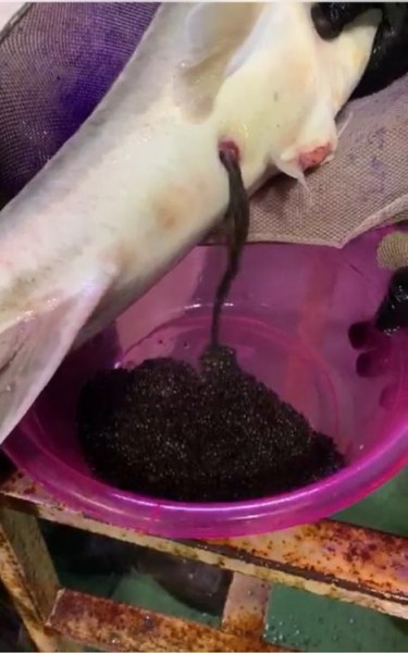 Плановые работы по получению икры в ООО «СК-Аква»