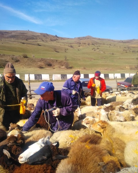 Ветеринарные мероприятия в Хивском районе