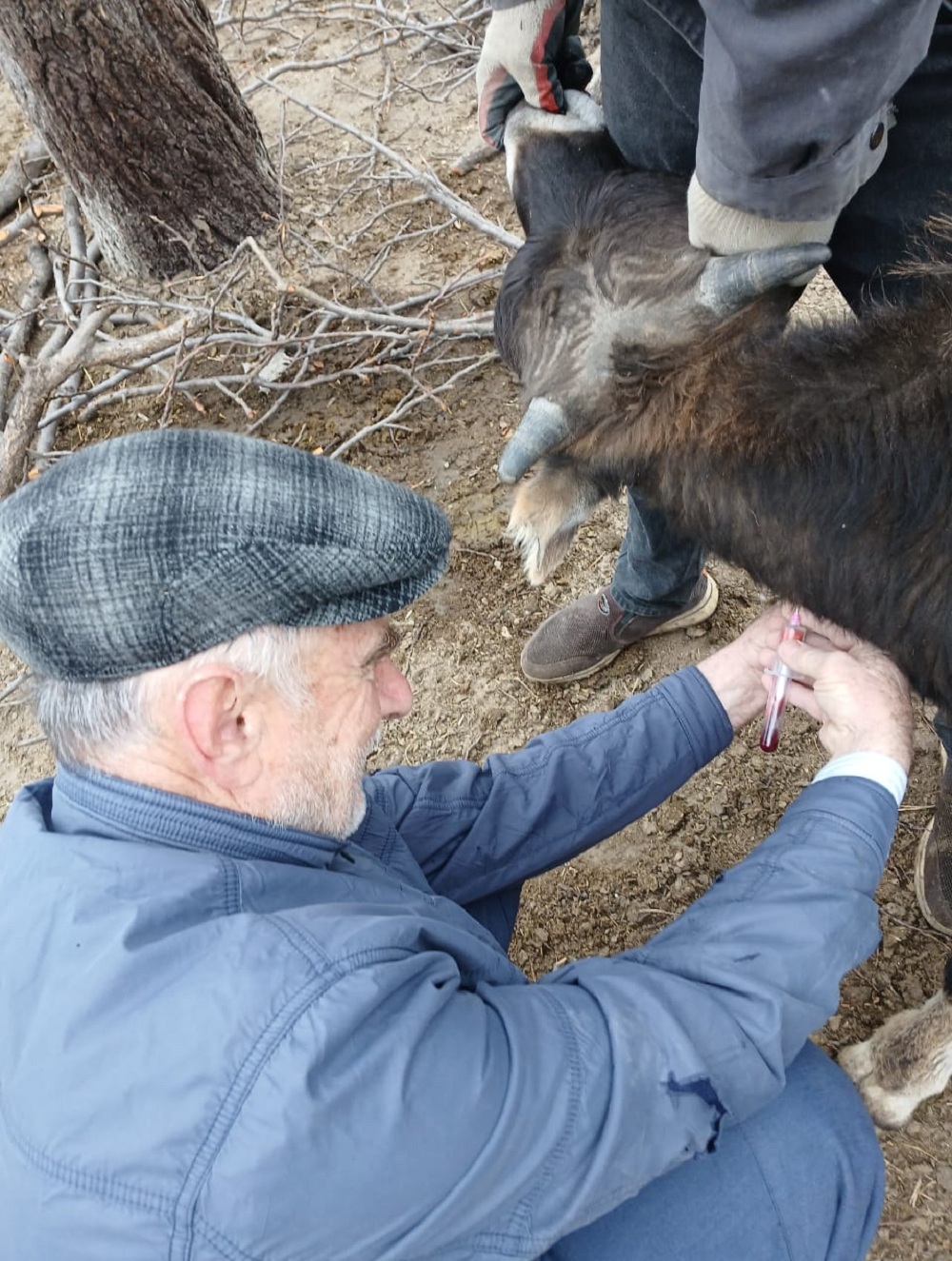 Ветеринарные мероприятия в Гумбетовском районе